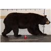 Image 1 : Life-sized CINNAMON PHASE BLACK BEAR on Bolts