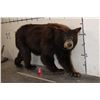 Image 2 : Life-sized CINNAMON PHASE BLACK BEAR on Bolts