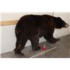 Image 3 : Life-sized CINNAMON PHASE BLACK BEAR on Bolts