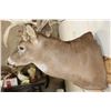 Image 10 : XXL "Freak" Non-Typical WHITETAIL DEER Shoulder Mount *Real Antlers*