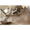 Image 11 : XXL "Freak" Non-Typical WHITETAIL DEER Shoulder Mount *Real Antlers*