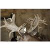 Image 13 : XXL "Freak" Non-Typical WHITETAIL DEER Shoulder Mount *Real Antlers*