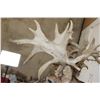 Image 15 : XXL "Freak" Non-Typical WHITETAIL DEER Shoulder Mount *Real Antlers*