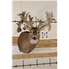 Image 1 : XXL "Freak" Non-Typical WHITETAIL DEER Shoulder Mount *Real Antlers*