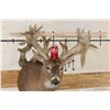 Image 2 : XXL "Freak" Non-Typical WHITETAIL DEER Shoulder Mount *Real Antlers*