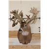 Image 3 : XXL "Freak" Non-Typical WHITETAIL DEER Shoulder Mount *Real Antlers*