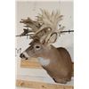Image 4 : XXL "Freak" Non-Typical WHITETAIL DEER Shoulder Mount *Real Antlers*