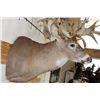 Image 6 : XXL "Freak" Non-Typical WHITETAIL DEER Shoulder Mount *Real Antlers*