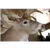 Image 7 : XXL "Freak" Non-Typical WHITETAIL DEER Shoulder Mount *Real Antlers*