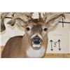Image 8 : XXL "Freak" Non-Typical WHITETAIL DEER Shoulder Mount *Real Antlers*
