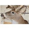 Image 9 : XXL "Freak" Non-Typical WHITETAIL DEER Shoulder Mount *Real Antlers*