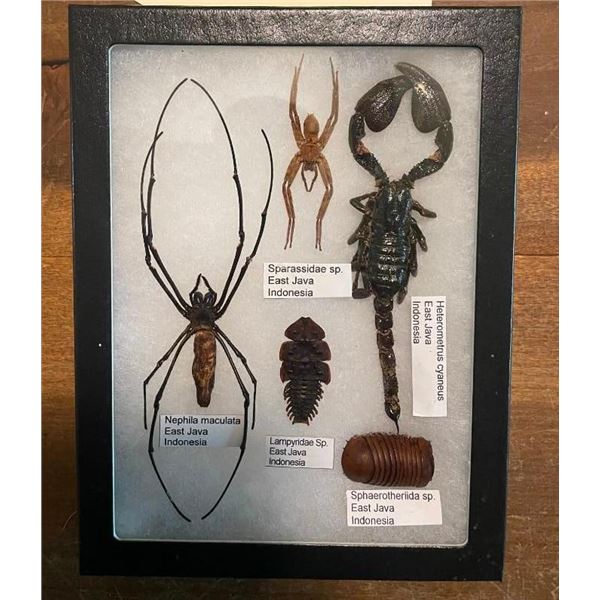 (5) Indonesian Specimens with Scientific Name labels- A Giant SCORPION, SPIDER and more!