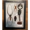 Image 1 : (5) Indonesian Specimens with Scientific Name labels- A Giant SCORPION, SPIDER and more!