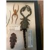 Image 2 : (5) Indonesian Specimens with Scientific Name labels- A Giant SCORPION, SPIDER and more!
