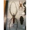 Image 3 : (5) Indonesian Specimens with Scientific Name labels- A Giant SCORPION, SPIDER and more!