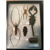Image 4 : (5) Indonesian Specimens with Scientific Name labels- A Giant SCORPION, SPIDER and more!
