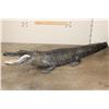 Image 10 : Massive Life-sized free-standing ALLIGATOR