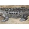 Image 12 : Massive Life-sized free-standing ALLIGATOR