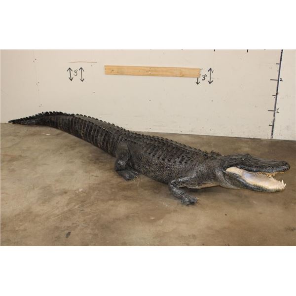 Massive Life-sized free-standing ALLIGATOR