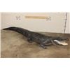 Image 1 : Massive Life-sized free-standing ALLIGATOR