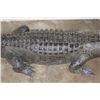 Image 4 : Massive Life-sized free-standing ALLIGATOR