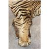 Image 13 : *TEXAS RESIDENTS ONLY* Mid 20th Century or Older TIGER Rug with its Mounted Head and Skull