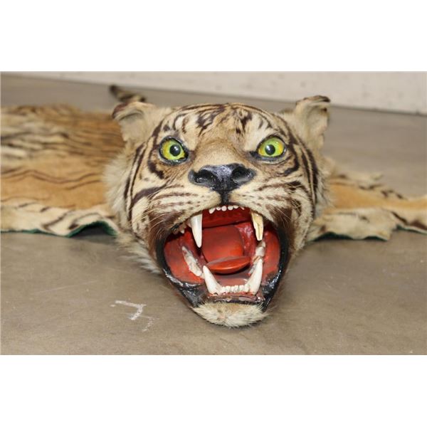 *TEXAS RESIDENTS ONLY* Mid 20th Century or Older TIGER Rug with its Mounted Head and Skull