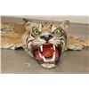 Image 1 : *TEXAS RESIDENTS ONLY* Mid 20th Century or Older TIGER Rug with its Mounted Head and Skull