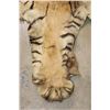 Image 9 : *TEXAS RESIDENTS ONLY* Mid 20th Century or Older TIGER Rug with its Mounted Head and Skull