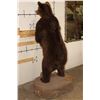 Image 11 : Life-sized Standing BROWN BEAR on a simulated Rock Base with Wheels