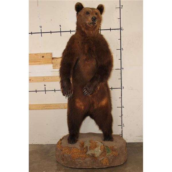 Life-sized Standing BROWN BEAR on a simulated Rock Base with Wheels