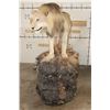 Image 13 : *TEXAS RESIDENTS ONLY* Life-sized AFRICAN LION standing over his HYENA Kill on a Rock Base with