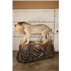Image 14 : *TEXAS RESIDENTS ONLY* Life-sized AFRICAN LION standing over his HYENA Kill on a Rock Base with