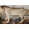 Image 15 : *TEXAS RESIDENTS ONLY* Life-sized AFRICAN LION standing over his HYENA Kill on a Rock Base with