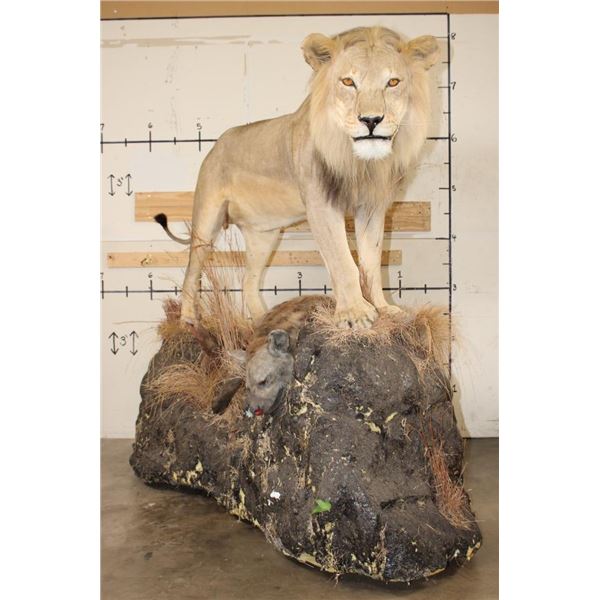*TEXAS RESIDENTS ONLY* Life-sized AFRICAN LION standing over his HYENA Kill on a Rock Base with