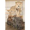 Image 1 : *TEXAS RESIDENTS ONLY* Life-sized AFRICAN LION standing over his HYENA Kill on a Rock Base with