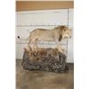 Image 2 : *TEXAS RESIDENTS ONLY* Life-sized AFRICAN LION standing over his HYENA Kill on a Rock Base with