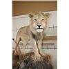 Image 3 : *TEXAS RESIDENTS ONLY* Life-sized AFRICAN LION standing over his HYENA Kill on a Rock Base with