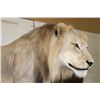 Image 5 : *TEXAS RESIDENTS ONLY* Life-sized AFRICAN LION standing over his HYENA Kill on a Rock Base with