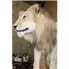 Image 6 : *TEXAS RESIDENTS ONLY* Life-sized AFRICAN LION standing over his HYENA Kill on a Rock Base with