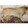 Image 7 : *TEXAS RESIDENTS ONLY* Life-sized AFRICAN LION standing over his HYENA Kill on a Rock Base with