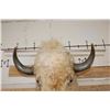 Image 14 : *Very Rare* WHITE AMERICAN BISON or BUFFALO Shoulder Mount