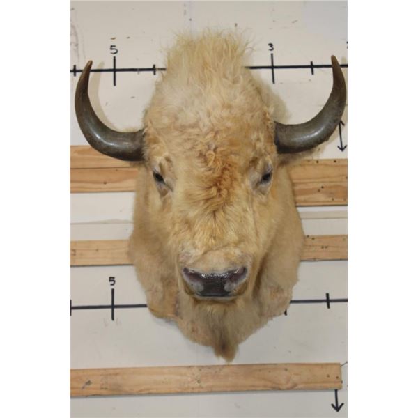 *Very Rare* WHITE AMERICAN BISON or BUFFALO Shoulder Mount