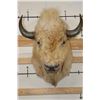 Image 1 : *Very Rare* WHITE AMERICAN BISON or BUFFALO Shoulder Mount