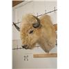 Image 2 : *Very Rare* WHITE AMERICAN BISON or BUFFALO Shoulder Mount