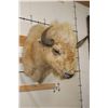 Image 3 : *Very Rare* WHITE AMERICAN BISON or BUFFALO Shoulder Mount