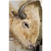 Image 4 : *Very Rare* WHITE AMERICAN BISON or BUFFALO Shoulder Mount