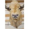 Image 5 : *Very Rare* WHITE AMERICAN BISON or BUFFALO Shoulder Mount