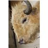 Image 6 : *Very Rare* WHITE AMERICAN BISON or BUFFALO Shoulder Mount
