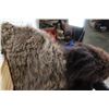 Image 13 : XL BUFFALO/BISON Shoulder Mount